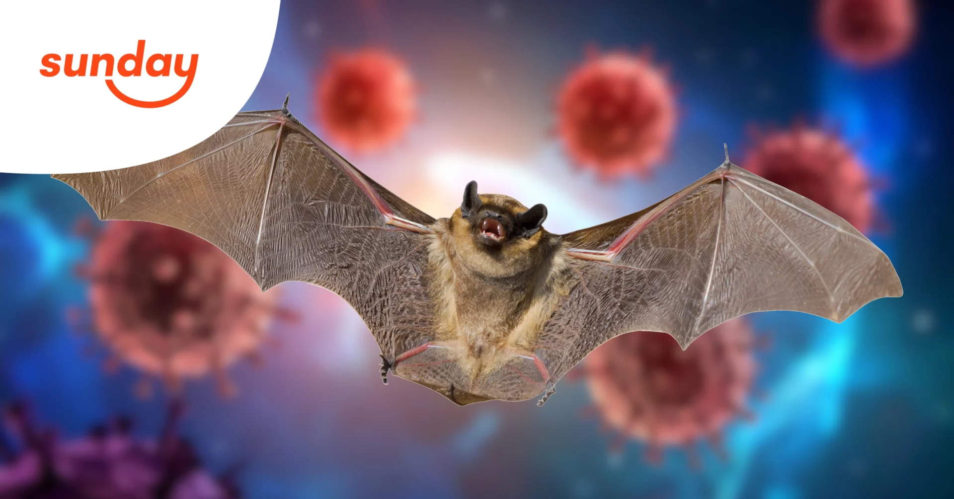 ไวรัสนิปาห์ รุนแรงกว่า COVID-19 จริงหรือไม่